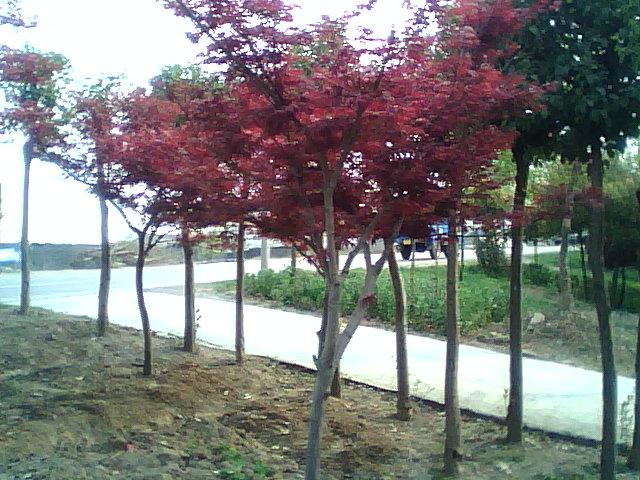 供應(yīng)安徽肥西紅花紫薇，紅葉李，大葉女貞，金桂，香樟