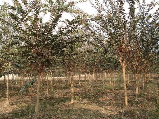 供應(yīng)4公分紅葉李，5公分紅葉李，6公分紅葉李，7公分紅葉李價格