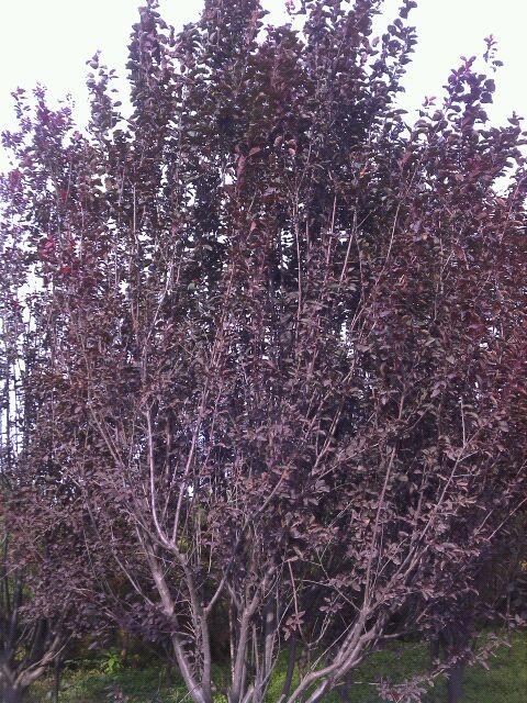 供應8公分紅葉李9公分10公分12公分紅葉李