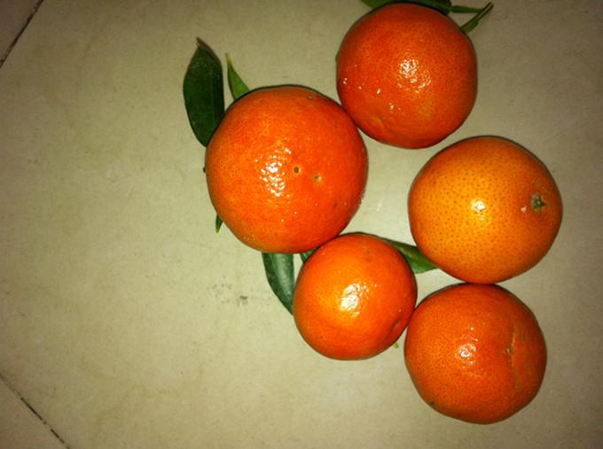 供應(yīng)廣西優(yōu)質(zhì)東方紅桔苗枝條、廣西優(yōu)質(zhì)東方紅桔苗枝條批發(fā)價格