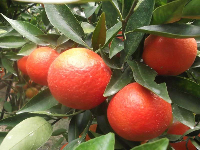 供應(yīng)欽州東方紅桔果苗，欽州東方紅桔苗批發(fā)，欽州東方紅橘苗價(jià)格