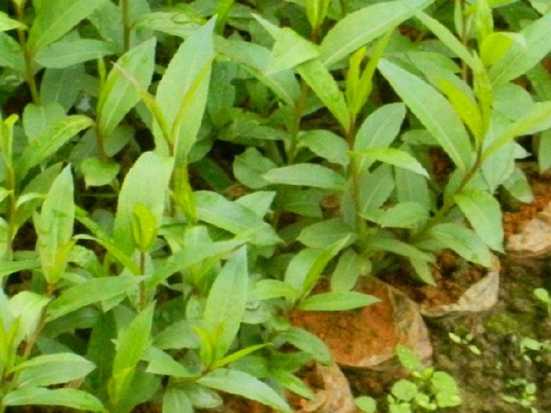 供應(yīng)廣西美國(guó)竹柳綠化苗種植園，廣西美國(guó)竹柳綠化苗育苗園