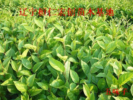 遼寧五味子苗繁育基地、五味子苗價格