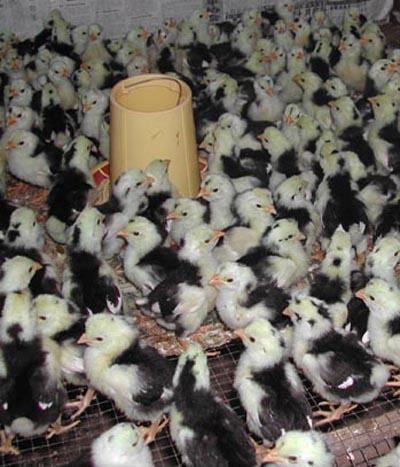 棗莊貴妃雞苗養(yǎng)殖場(chǎng)圖片