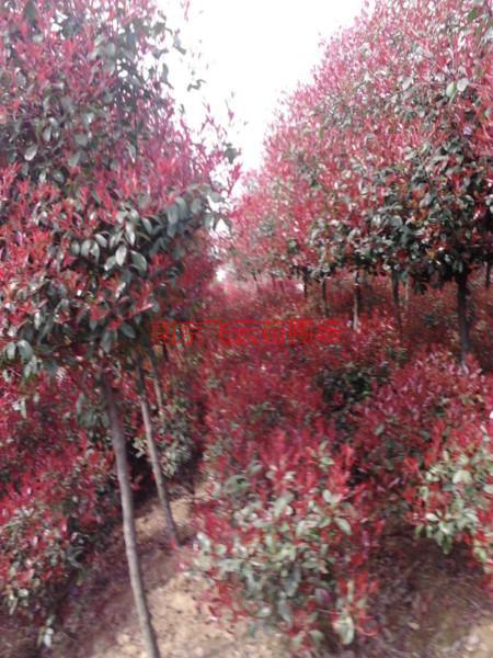 供應(yīng)用于園林綠化的高桿3公分紅葉石楠樹