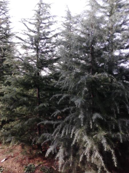 供應(yīng)用于綠化的3米雪松上車價---3米雪松產(chǎn)地，3米雪松供應(yīng)，3米雪松價格 直銷2米雪松上車價---雪松產(chǎn)地