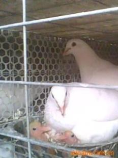 白羽王鴿 白羽王鴿報(bào)價(jià) 白羽王鴿廠家