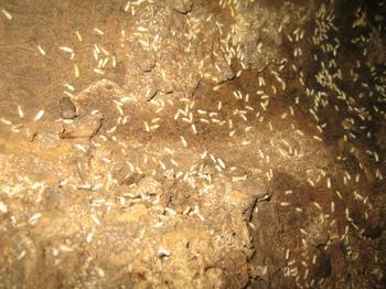 供應(yīng)高州治白蟻的經(jīng)過(guò)