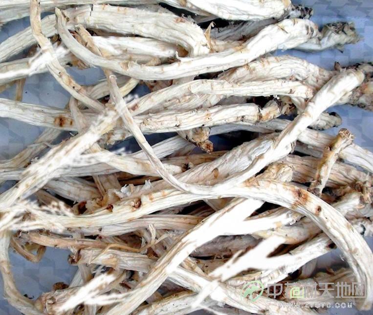 供應(yīng)桔梗種子 出售桔梗種子 供應(yīng)桔梗種子各種規(guī)格