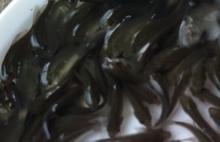 供應(yīng)河北鯽魚魚苗批發(fā)