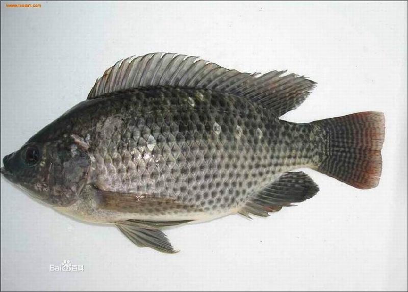 供應(yīng)北京羅非魚苗供應(yīng)，北京羅非魚苗供應(yīng)商