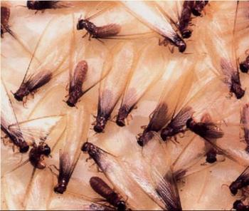 上海哪有除蟲公司，上海哪有除蟲公司*