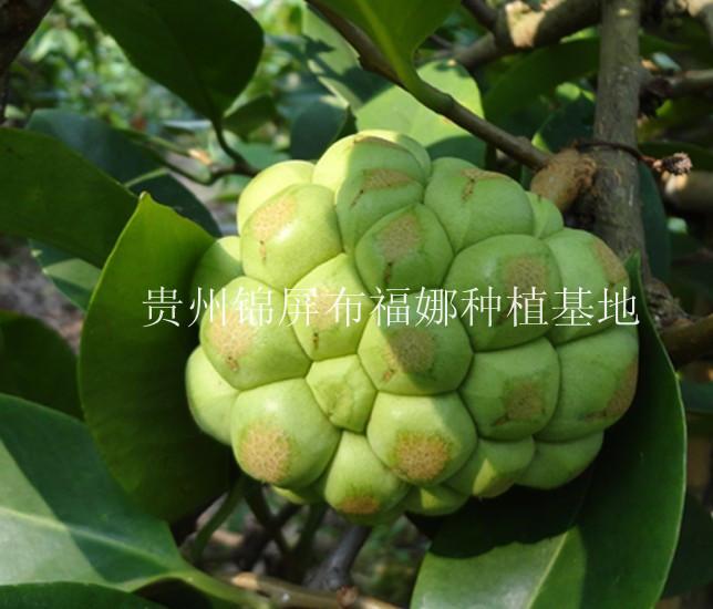 湖南布福娜苗木供貨商圖片