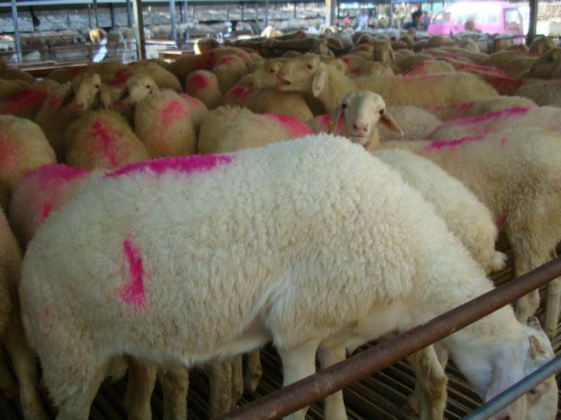 供應(yīng)杜泊綿羊杜寒雜交羊杜泊綿羊羔