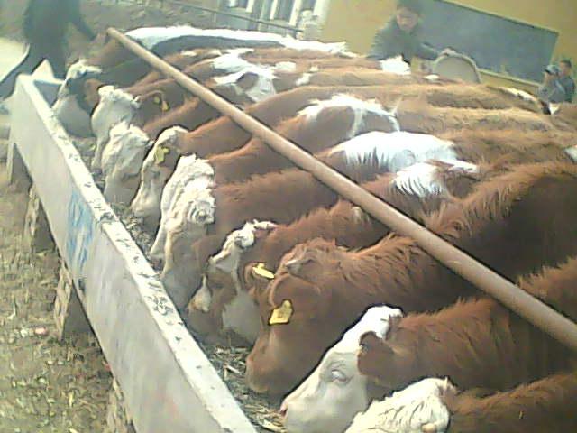 批發(fā)肉牛犢圖片