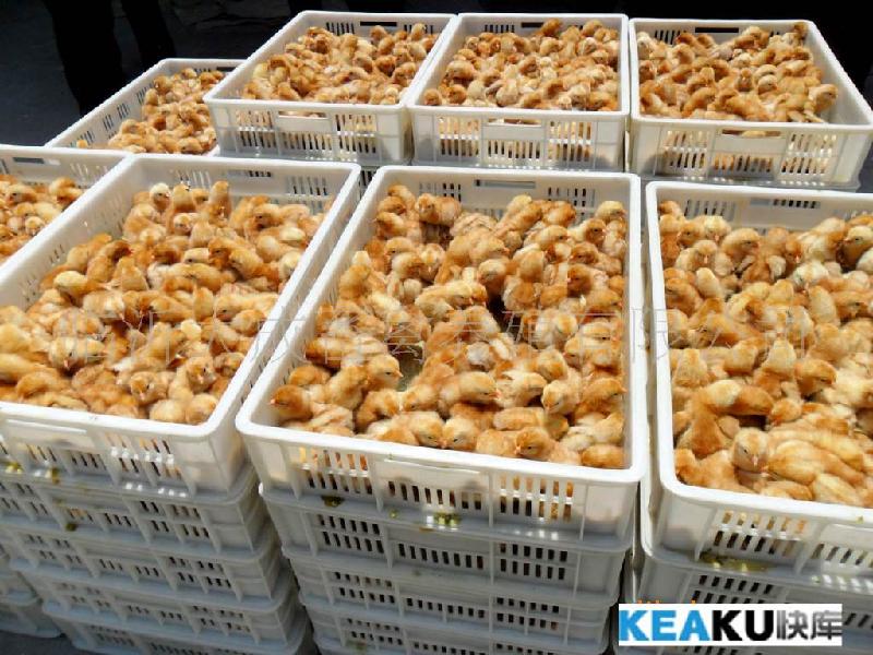 安遠(yuǎn)雞苗養(yǎng)殖場(chǎng)-安遠(yuǎn)雞苗廠家-安遠(yuǎn)雞苗供應(yīng)商-安遠(yuǎn)雞苗批發(fā)電話