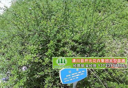 一年生迎春苗_二年生迎春苗_高60公分迎春
