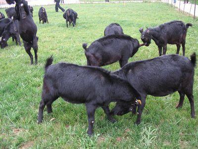 供應(yīng)羊/70-85公分 肉羊批發(fā)價(jià)格