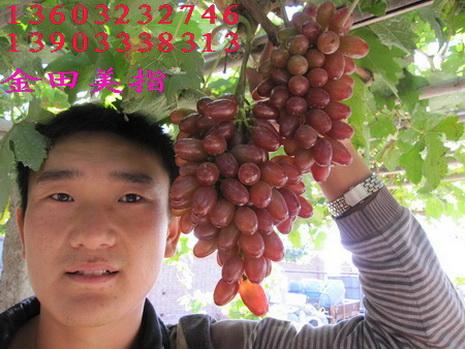 供應(yīng)用于種植的金田美指新品種，金田美指新品種批發(fā)，果粒大、品質(zhì)優(yōu)、抗病、產(chǎn)量高