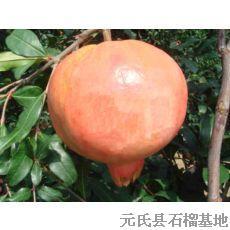 供應(yīng)出售石榴樹￥山東棗莊石榴樹苗