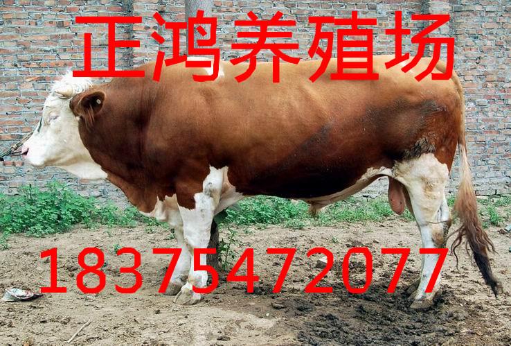 供应肉牛多少钱一斤肉牛批发价