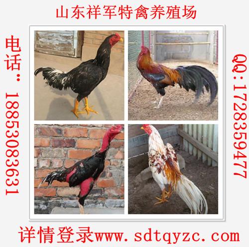 供應(yīng)麻栗坡縣斗雞養(yǎng)殖前景