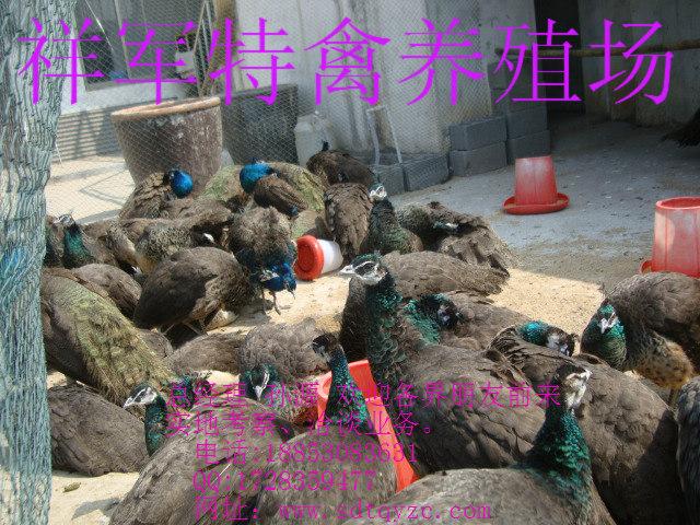 供應(yīng)新鄭市哪里有賣*的