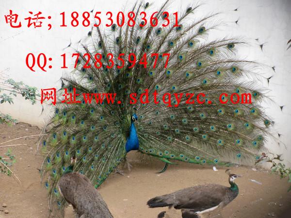 供應(yīng)西吉縣哪里有賣*的