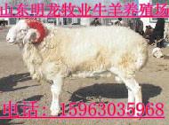 供應(yīng)小尾寒羊多少錢一只