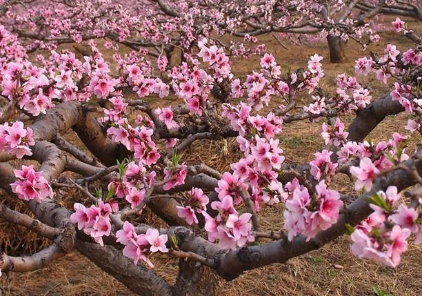 早熟桃春雪桃河北春雪桃種植春雪桃圖片