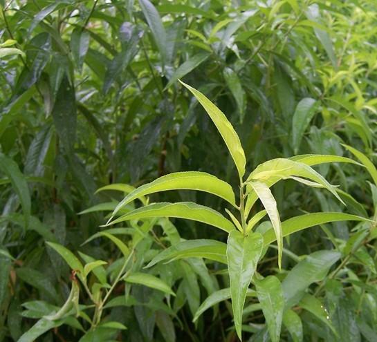 供应桃树苗价格春雪桃种植