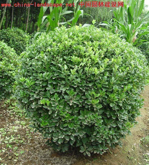 龍柏柱西府海棠圖片/龍柏柱西府海棠樣板圖 (3)