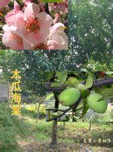 供應(yīng)西府海棠/山東西府海棠/山東西府海棠樹價(jià)格/西府海棠*報(bào)價(jià)