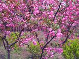 供應(yīng)山東大葉黃楊球金葉女貞球龍柏球紅葉石楠膠東衛(wèi)矛球瓜子黃楊球丁香球