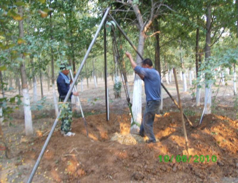 供應銀杏實生苗木價格