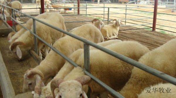 山東提供夏洛萊牛 煙臺(tái)是否有夏洛萊牛 濰坊提供夏洛萊牛嗎