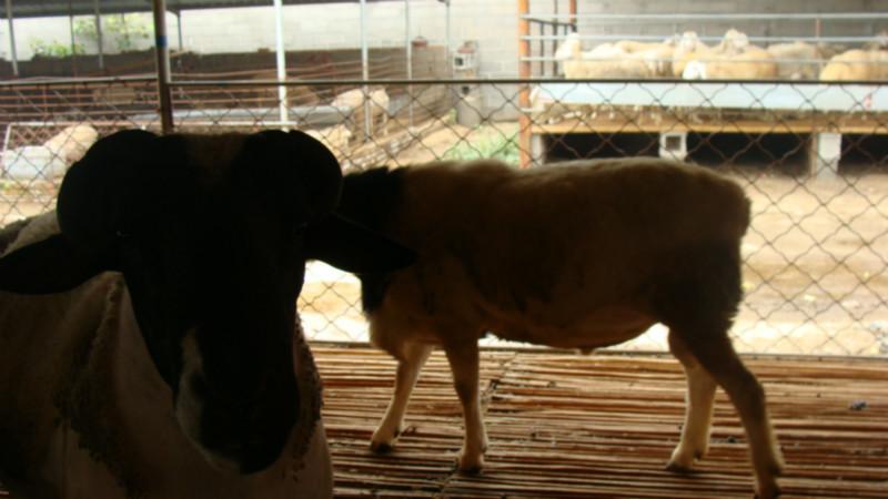 山東三元雜交牛 泰安有三元雜交牛嗎 濱州是否有三元雜交牛賣(mài)