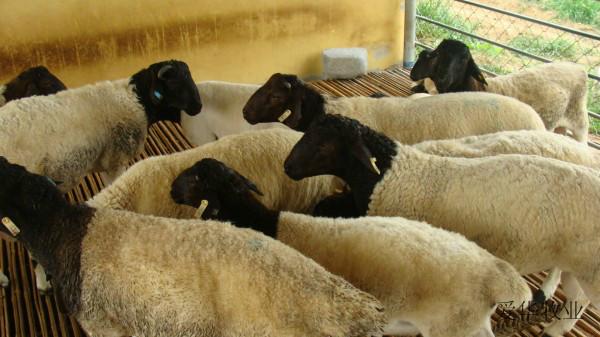 山東供應(yīng)夏洛萊牛 萊蕪是否有夏洛萊牛 臨沂有夏洛萊牛供應(yīng)嗎