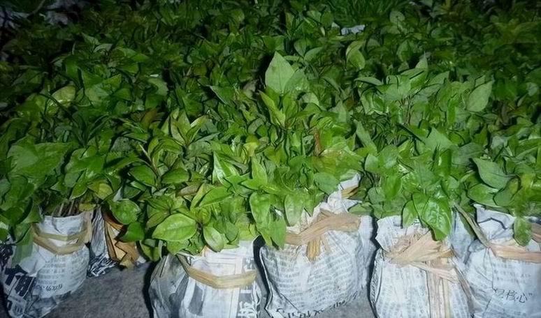 桂林哪里的香樟苗最好圖片