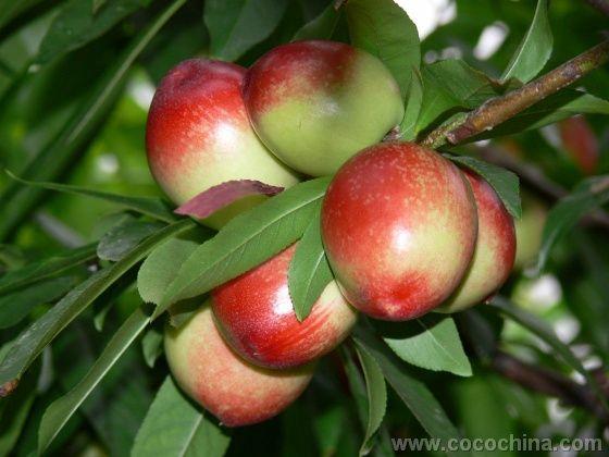 油桃圖片/油桃樣板圖 (3)