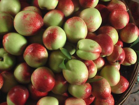 油桃圖片/油桃樣板圖 (2)