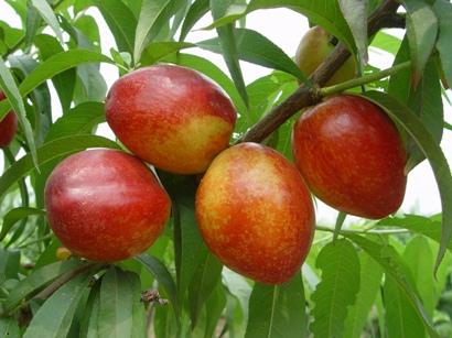 油桃圖片/油桃樣板圖 (3)