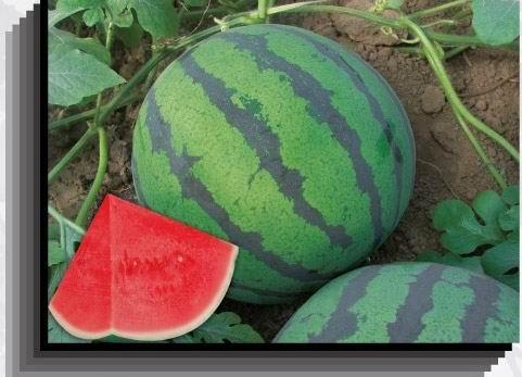 供應(yīng)陜西西瓜基地大荔西瓜產(chǎn)地京欣西瓜