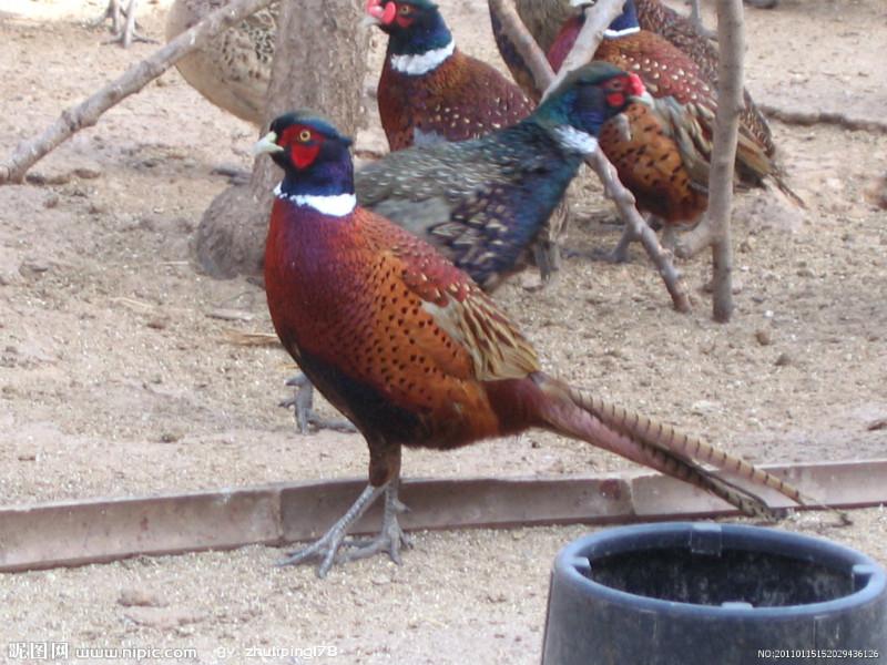 供應(yīng)山雞苗，徐州山雞苗供應(yīng)，江蘇山雞苗供應(yīng)