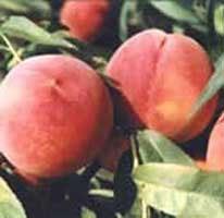 供應(yīng)優(yōu)質(zhì)桃樹(shù)苗