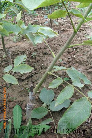 供應(yīng)核桃苗核桃苗薄皮核桃苗核桃