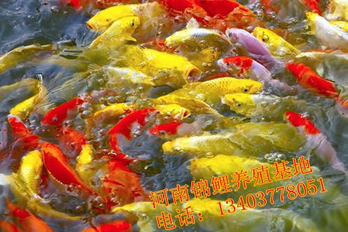 供應(yīng)黃錦鯉-招財魚