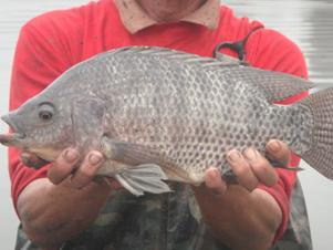 供應(yīng)用于羅非魚養(yǎng)殖的珠海大量供應(yīng)良種羅非魚苗