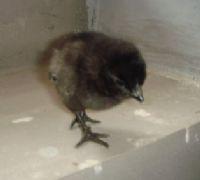 供應(yīng)夏日風(fēng)暴保健營養(yǎng)品種江西博源大量直銷綠殼蛋雞苗 青腳土雞苗