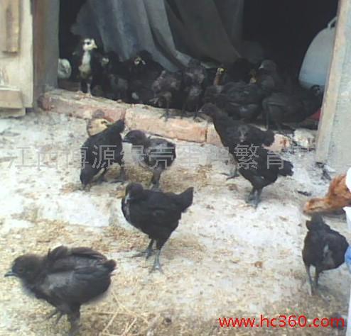 供應(yīng)雞苗出售純種綠殼蛋雞江西博源育種